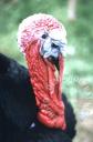 pavo.jpg