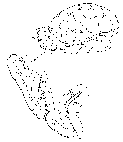 cerebrovisual.gif