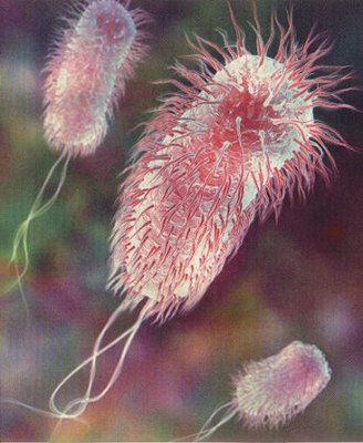e-coli