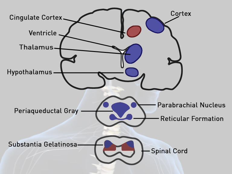 12. opioid receptors 12. opioid receptors