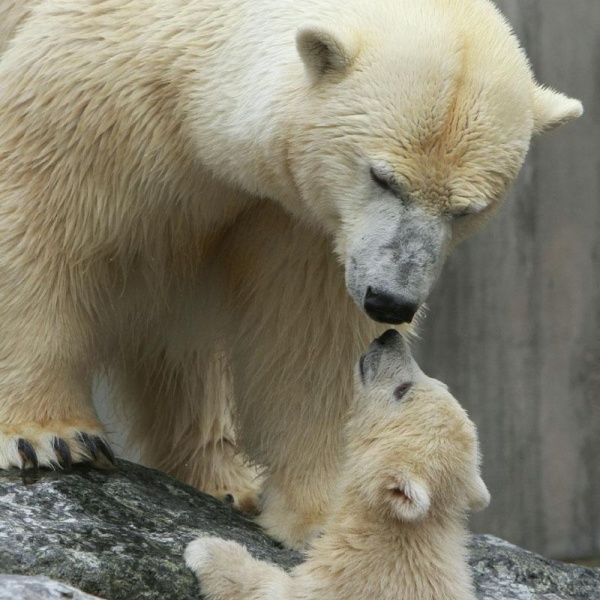 amor-de-madre-3 amor-de-madre-3
