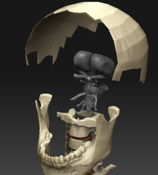 vistadeltroncocerebral