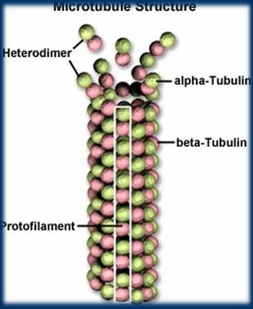 MICROTUBULO