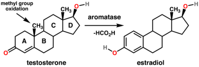 Testosterone_estradiol_conversion
