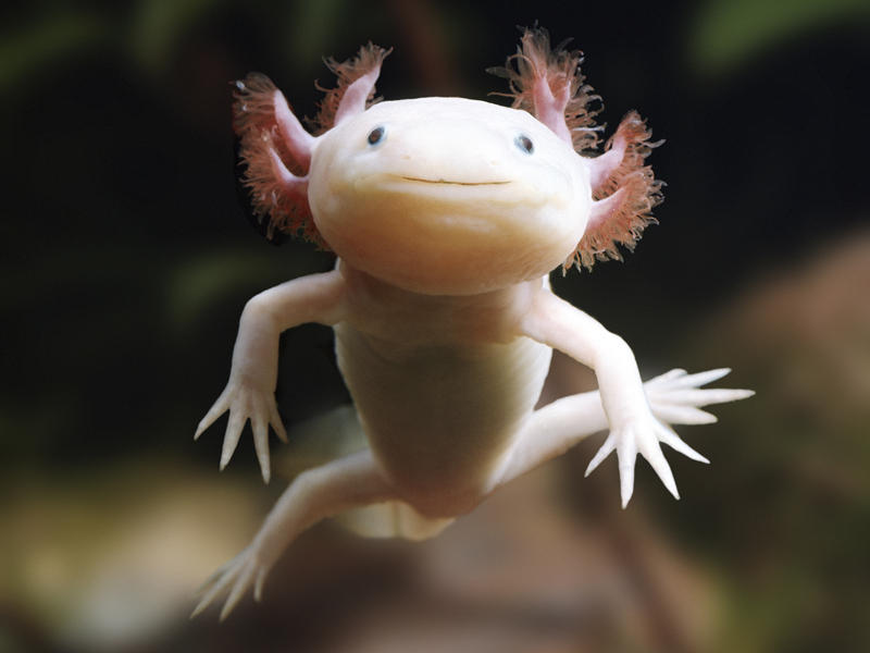 axolote