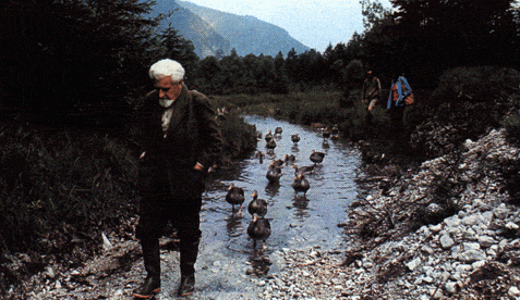 patitos