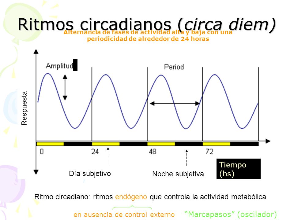 circadiano