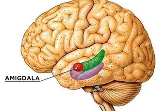 la-amigdala