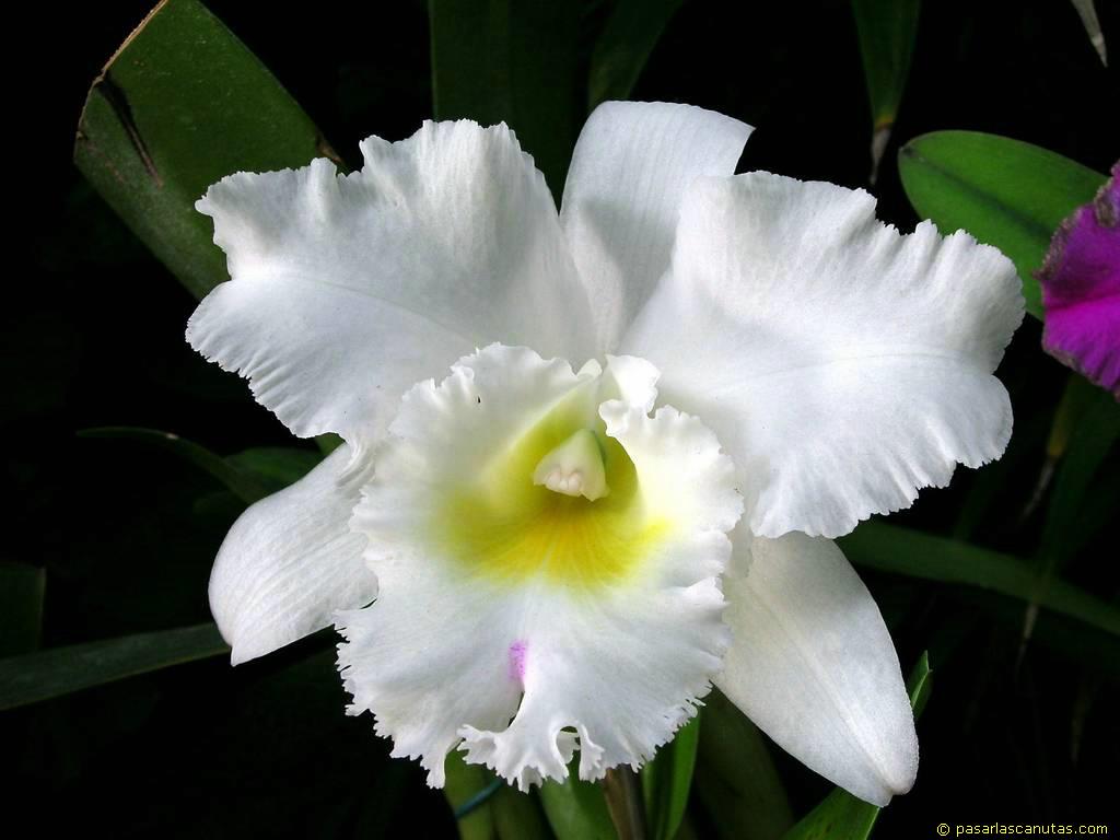 foto_de_flor_orquidea_01