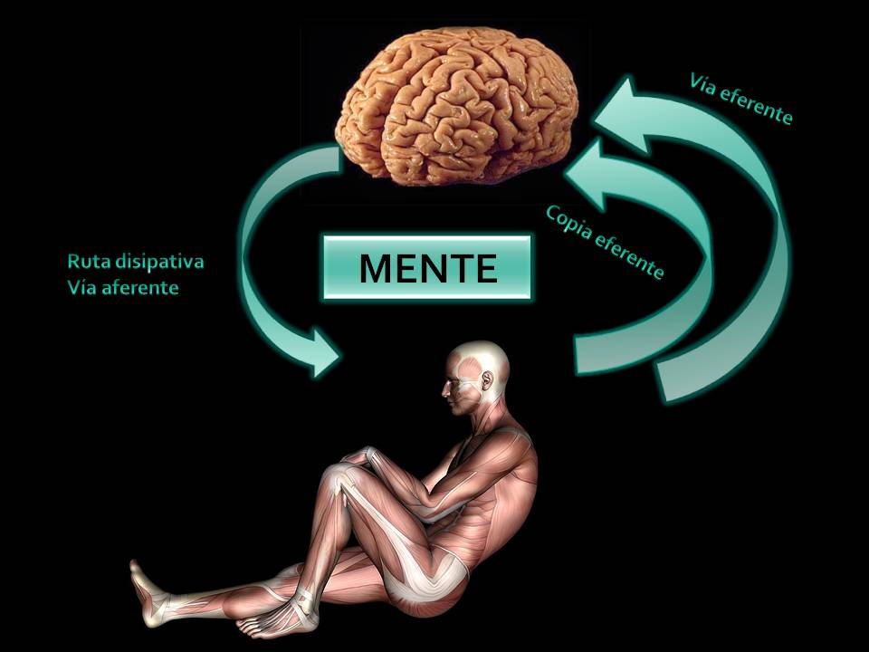 cuerpo-y-cerebro