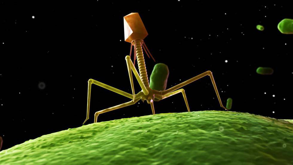 virus