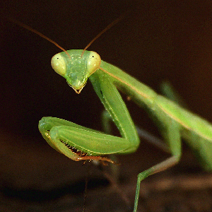mantis_religiosa