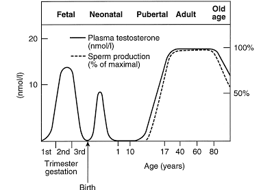 testosterona