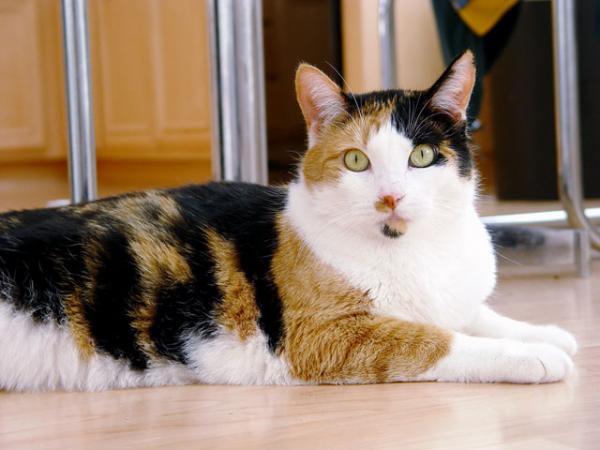 gato