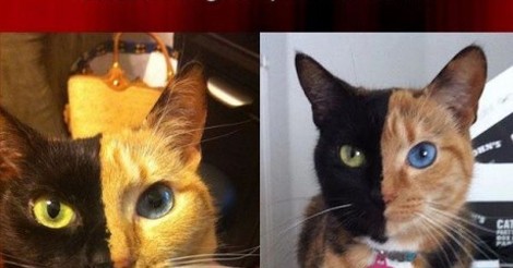 mosaicismo gata