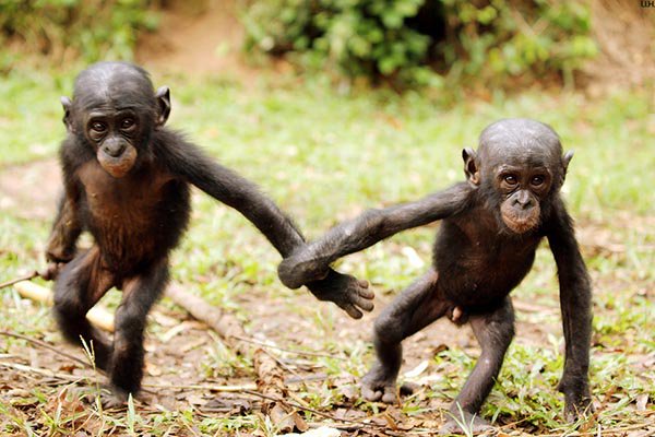 bonobos.jpg