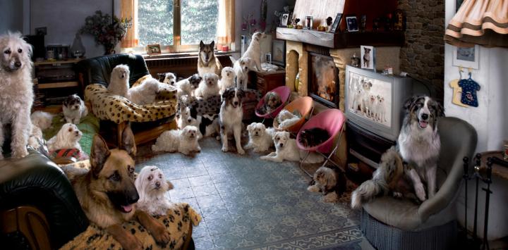 acaparamiento_de_animales