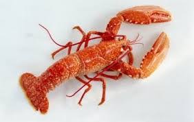 langosta